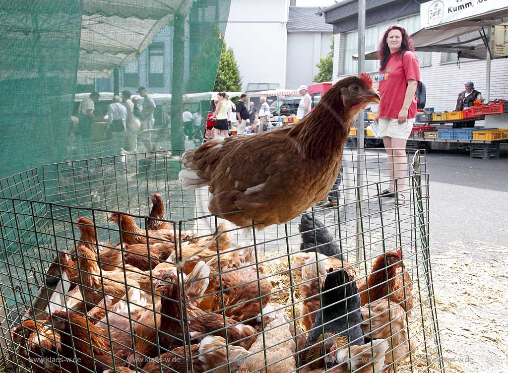 Waldbroel, Groesster, traditioneller Vieh und Krammmarkt Westdeutschlands, bestehend seid 1851, Drahtbox mit Huehnern ein Huhn sitzt auf dem Rand der Kiste; biggest traditonally cattle market of west germany since 1851, boxes of conductor with chickens, one chicken is siting on the border of the box