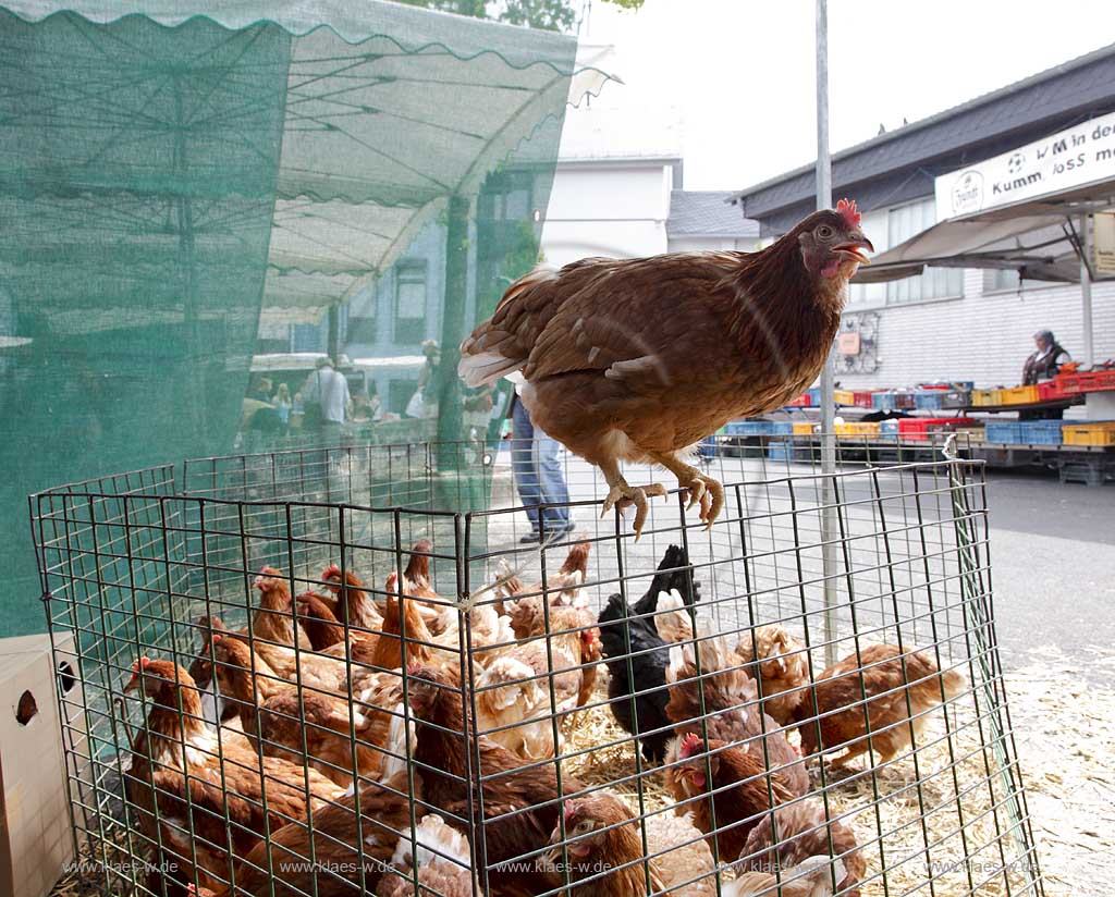 Waldbroel, Groesster, traditioneller Vieh und Krammmarkt Westdeutschlands, bestehend seid 1851, Drahtbox mit Huehnern ein Huhn sitzt auf dem Rand der Kiste; biggest traditonally cattle market of west germany since 1851, boxes of conductor with chickens, one chicken is siting on the border of the box
