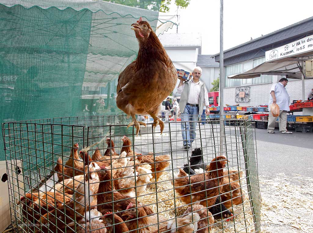 Waldbroel, Groesster, traditioneller Vieh und Krammmarkt Westdeutschlands, bestehend seid 1851, Drahtbox mit Huehnern ein Huhn sitzt auf dem Rand der Kiste; biggest traditonally cattle market of west germany since 1851, boxes of conductor with chickens, one chicken is siting on the border of the box