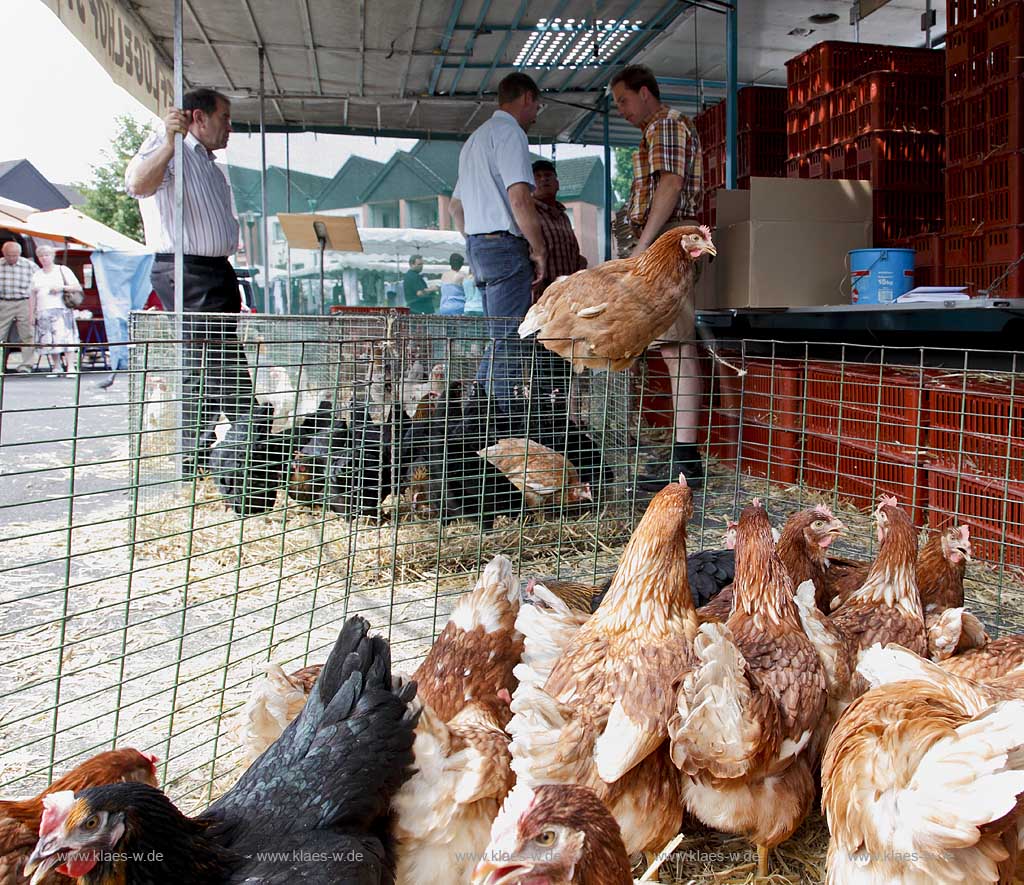 Waldbroel, Groesster, traditioneller Vieh und Krammmarkt Westdeutschlands, bestehend seid 1851, Drahtbox mit Huehnern ein Huhn sitzt auf dem Rand der Kiste; biggest traditonally cattle market of west germany since 1851, boxes of conductor with chickens, one chicken is siting on the border of the box