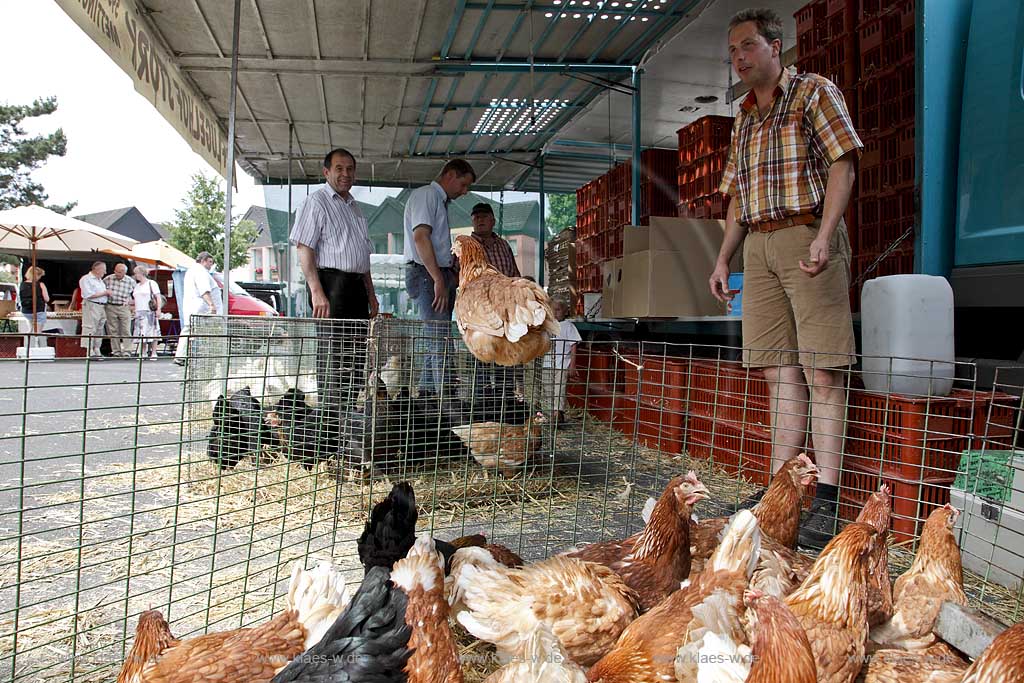 Waldbroel, Groesster, traditioneller Vieh und Krammmarkt Westdeutschlands, bestehend seid 1851, Drahtbox mit Huehnern ein Huhn sitzt auf dem Rand der Kiste; biggest traditonally cattle market of west germany since 1851, boxes of conductor with chickens, one chicken is siting on the border of the box