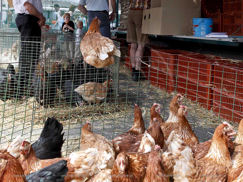 Waldbroel, Groesster, traditioneller Vieh und Krammmarkt Westdeutschlands, bestehend seid 1851, Drahtbox mit Huehnern ein Huhn sitzt auf dem Rand der Kiste; biggest traditonally cattle market of west germany since 1851, boxes of conductor with chickens, one chicken is siting on the border of the box