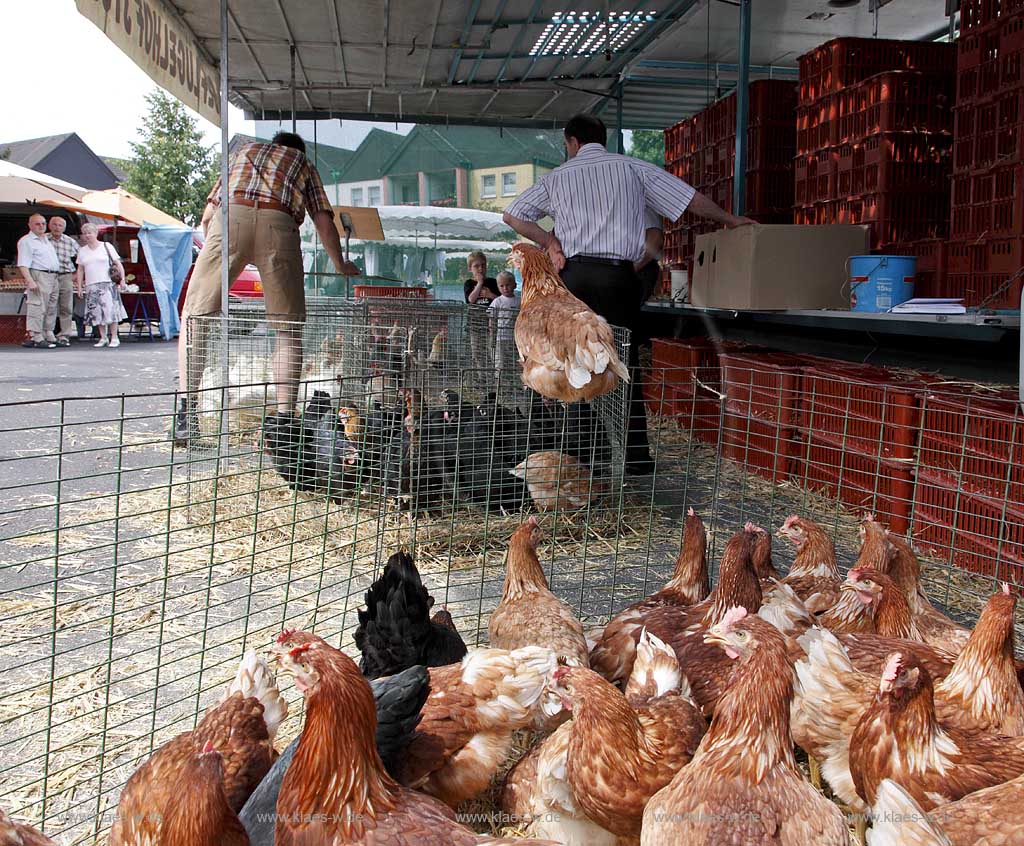 Waldbroel, Groesster, traditioneller Vieh und Krammmarkt Westdeutschlands, bestehend seid 1851, Drahtbox mit Huehnern ein Huhn sitzt auf dem Rand der Kiste; biggest traditonally cattle market of west germany since 1851, boxes of conductor with chickens, one chicken is siting on the border of the box