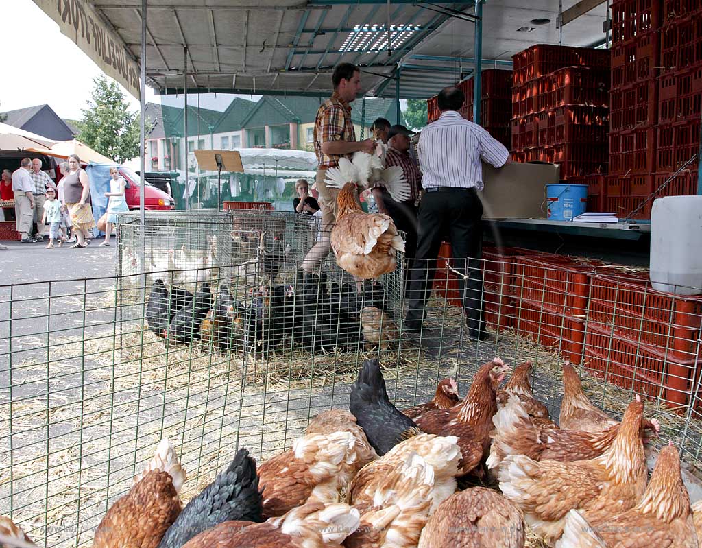 Waldbroel, Groesster, traditioneller Vieh und Krammmarkt Westdeutschlands, bestehend seid 1851, Drahtbox mit Huehnern ein Huhn sitzt auf dem Rand der Kiste; biggest traditonally cattle market of west germany since 1851, boxes of conductor with chickens, one chicken is siting on the border of the box