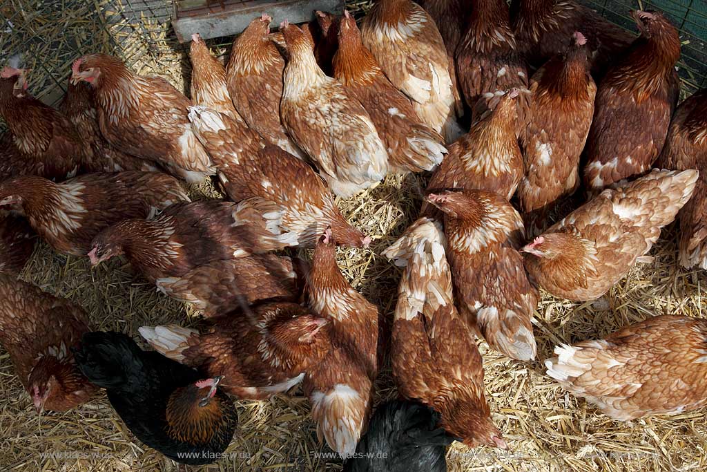 Waldbroel, Groesster, traditioneller Vieh und Krammmarkt Westdeutschlands, bestehend seid 1851; Gruppe von Huehnern; biggest traditonally cattle market of west germany since 1851, group of chickens