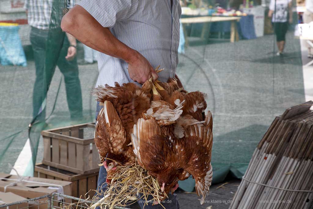 Waldbroel, Groesster, traditioneller Vieh und Krammmarkt Westdeutschlands, bestehend seid 1851, verkaufte Huehner; biggest traditonally cattle market of west germany since 1851, saled chickens