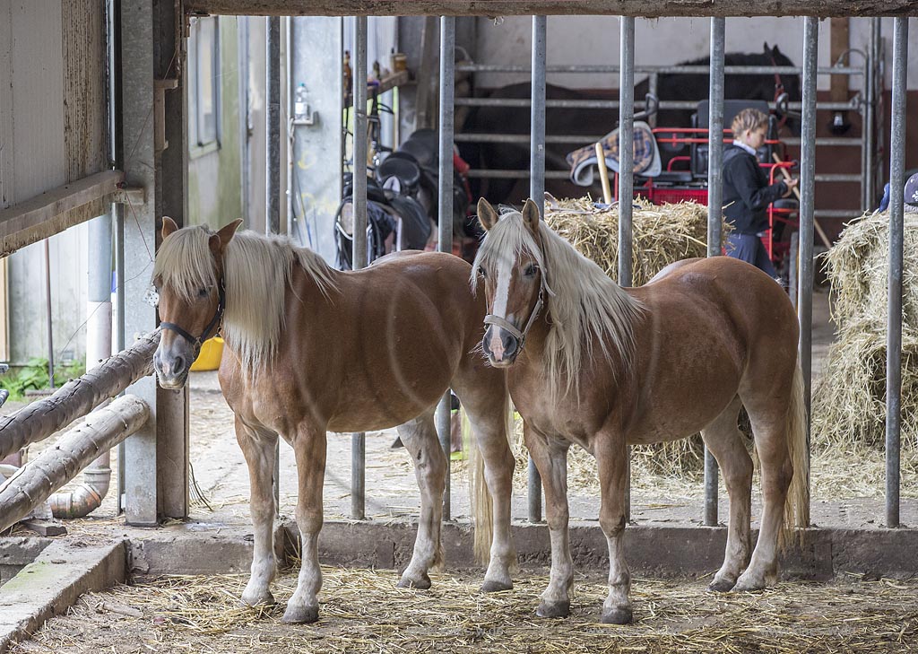 Wermelskirchen-Eipringhausen, Reiterhof Jaeger, Haflinger Reiterfest des  Sportverein Haflinger-Freunde Rheinland e.V.