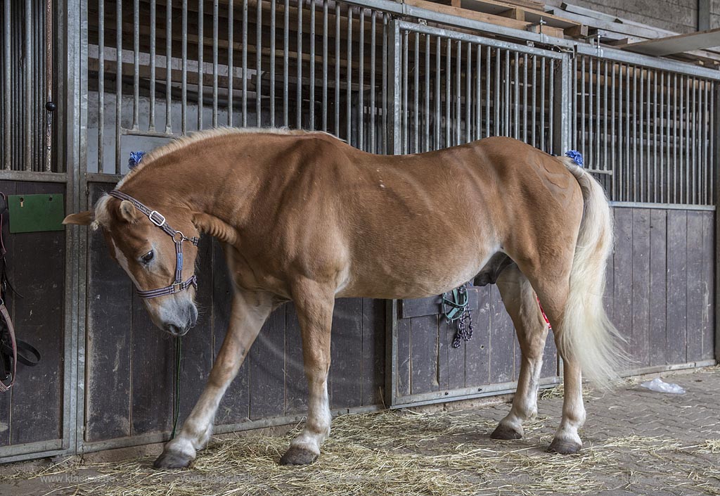 Wermelskirchen-Eipringhausen, Reiterhof Jaeger, Haflinger Reiterfest des  Sportverein Haflinger-Freunde Rheinland e.V.