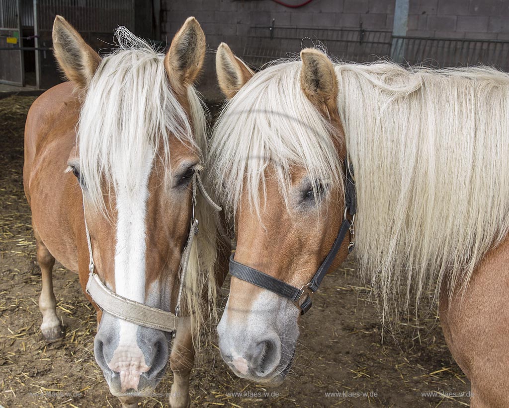 Wermelskirchen-Eipringhausen, Reiterhof Jaeger, Haflinger Reiterfest des  Sportverein Haflinger-Freunde Rheinland e.V.