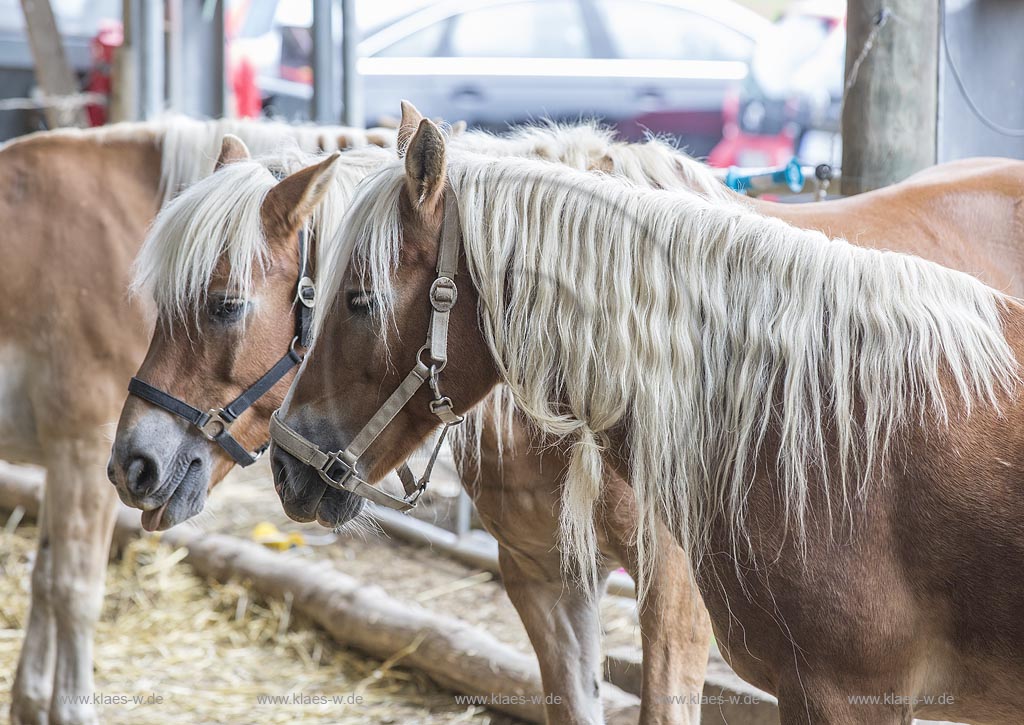 Wermelskirchen-Eipringhausen, Reiterhof Jaeger, Haflinger Reiterfest des  Sportverein Haflinger-Freunde Rheinland e.V.