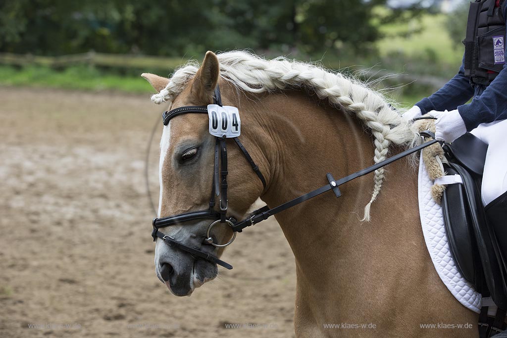Wermelskirchen-Eipringhausen, Reiterhof Jaeger, Haflinger Reiterfest des  Sportverein Haflinger-Freunde Rheinland e.V.