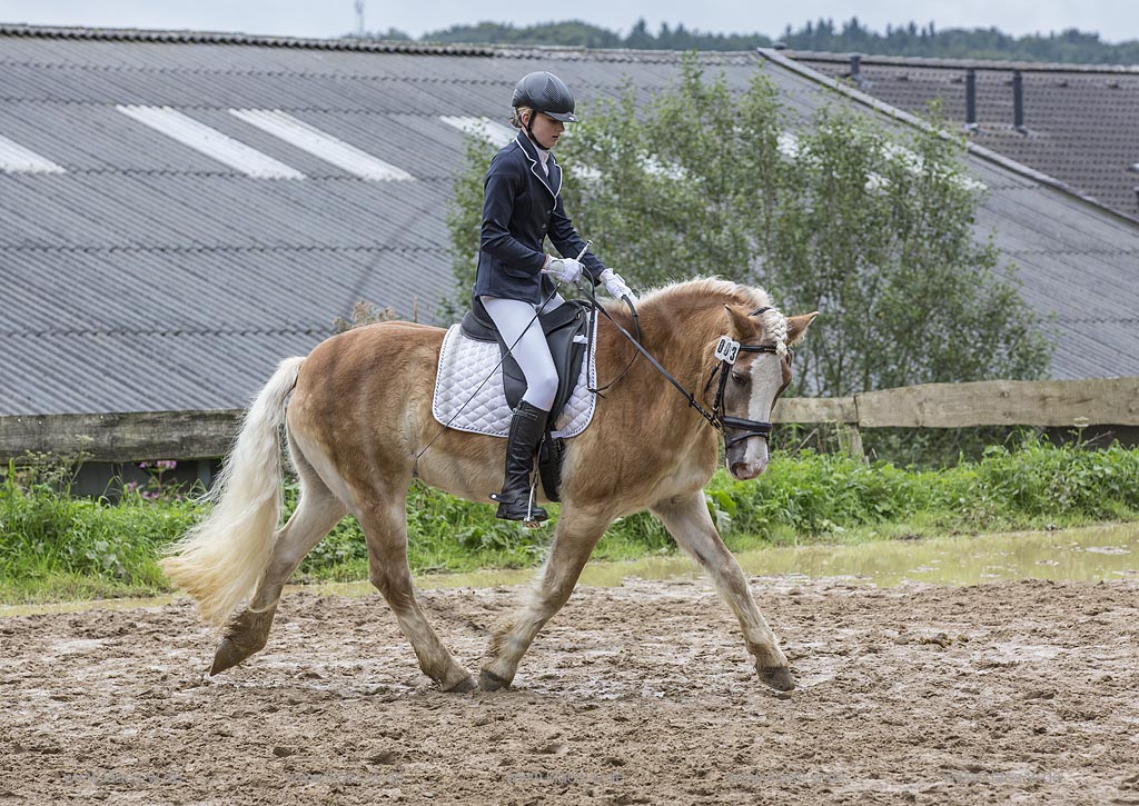 Wermelskirchen-Eipringhausen, Reiterhof Jaeger, Haflinger Reiterfest des  Sportverein Haflinger-Freunde Rheinland e.V.
