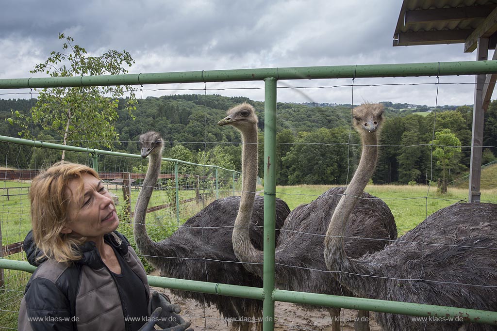 Wermelskirchen-Emmingenhausen, die Straussenfarm Emminghausen ist die einzige Straussenfarm im Bergischen Land und bietet rund 250 Tieren ein Zuhause (Stand 2015). Es werden anderthalbstuendige Fuehrungen angeboten.