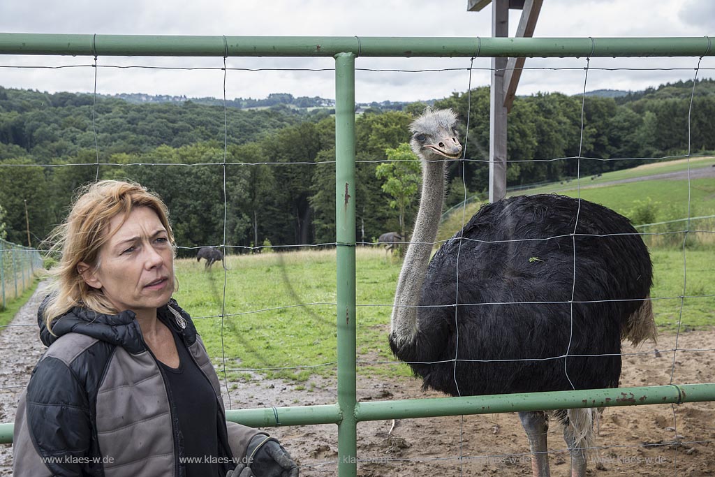 Wermelskirchen-Emmingenhausen, die Straussenfarm Emminghausen ist die einzige Straussenfarm im Bergischen Land und bietet rund 250 Tieren ein Zuhause (Stand 2015). Es werden anderthalbstuendige Fuehrungen angeboten.