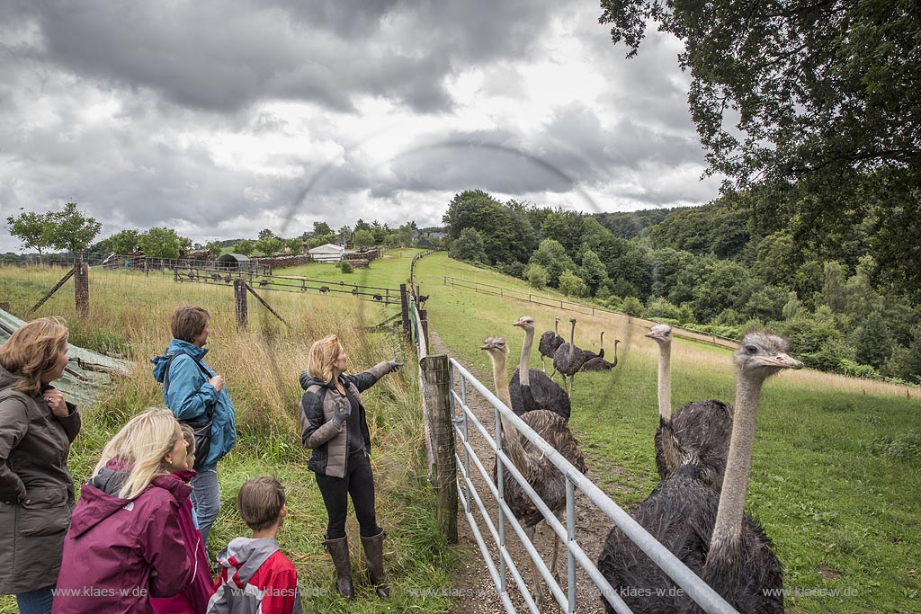 Wermelskirchen-Emmingenhausen, die Straussenfarm Emminghausen ist die einzige Straussenfarm im Bergischen Land und bietet rund 250 Tieren ein Zuhause (Stand 2015). Es werden anderthalbstuendige Fuehrungen angeboten.