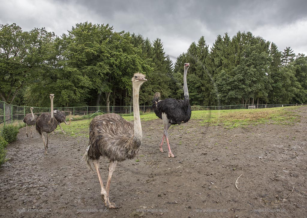 Wermelskirchen-Emmingenhausen, die Straussenfarm Emminghausen ist die einzige Straussenfarm im Bergischen Land und bietet rund 250 Tieren ein Zuhause (Stand 2015). Es werden anderthalbstuendige Fuehrungen angeboten.