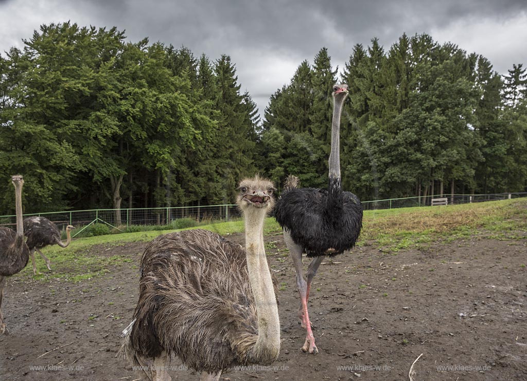 Wermelskirchen-Emmingenhausen, die Straussenfarm Emminghausen ist die einzige Straussenfarm im Bergischen Land und bietet rund 250 Tieren ein Zuhause (Stand 2015). Es werden anderthalbstuendige Fuehrungen angeboten.