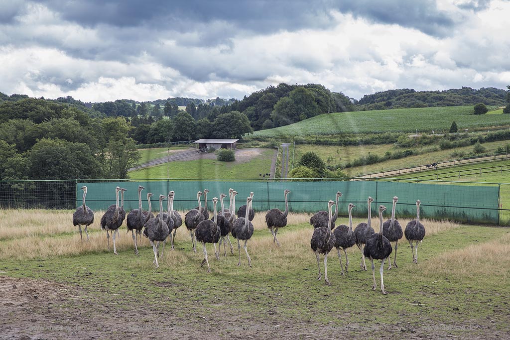 Wermelskirchen-Emmingenhausen, die Straussenfarm Emminghausen ist die einzige Straussenfarm im Bergischen Land und bietet rund 250 Tieren ein Zuhause (Stand 2015). Es werden anderthalbstuendige Fuehrungen angeboten.