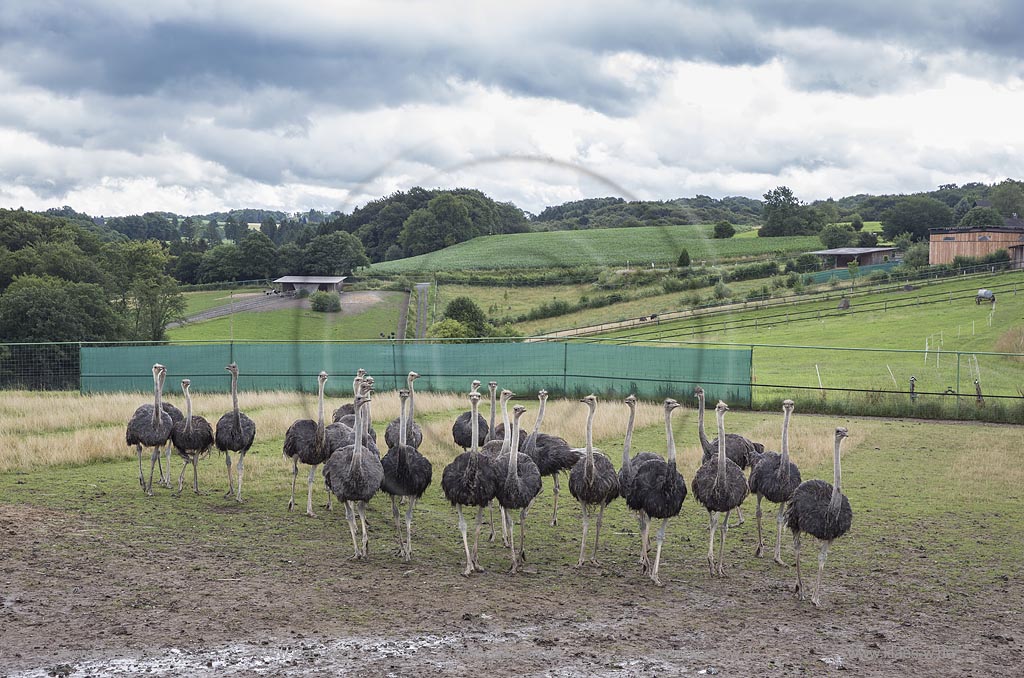 Wermelskirchen-Emmingenhausen, die Straussenfarm Emminghausen ist die einzige Straussenfarm im Bergischen Land und bietet rund 250 Tieren ein Zuhause (Stand 2015). Es werden anderthalbstuendige Fuehrungen angeboten.