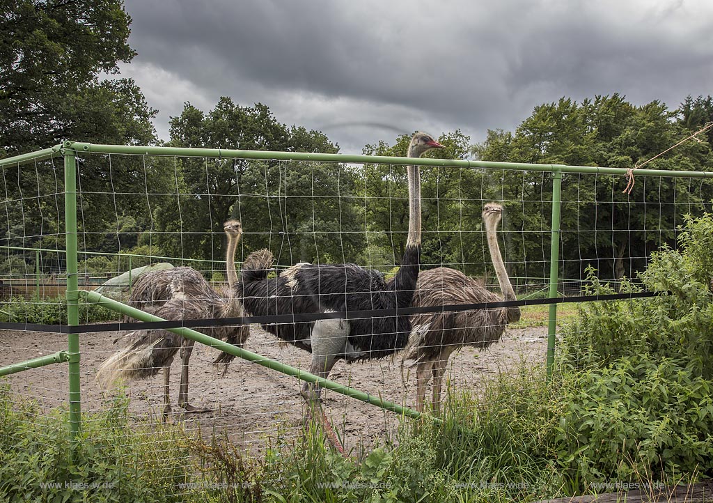 Wermelskirchen-Emmingenhausen, die Straussenfarm Emminghausen ist die einzige Straussenfarm im Bergischen Land und bietet rund 250 Tieren ein Zuhause (Stand 2015). Es werden anderthalbstuendige Fuehrungen angeboten.