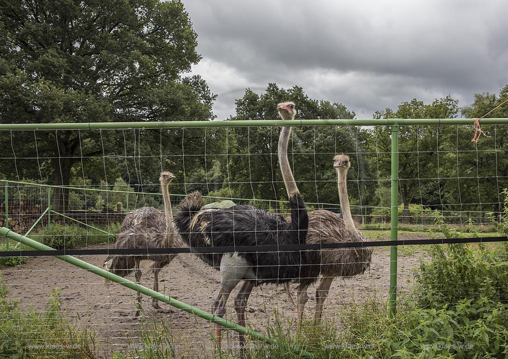 Wermelskirchen-Emmingenhausen, die Straussenfarm Emminghausen ist die einzige Straussenfarm im Bergischen Land und bietet rund 250 Tieren ein Zuhause (Stand 2015). Es werden anderthalbstuendige Fuehrungen angeboten.