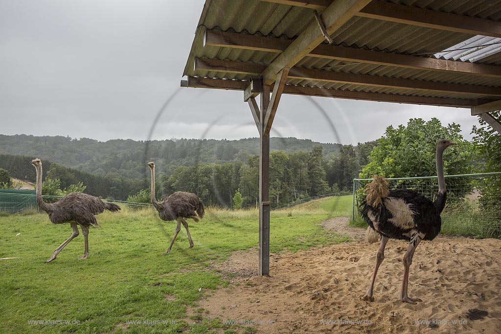 Wermelskirchen-Emmingenhausen, die Straussenfarm Emminghausen ist die einzige Straussenfarm im Bergischen Land und bietet rund 250 Tieren ein Zuhause (Stand 2015). Es werden anderthalbstuendige Fuehrungen angeboten.