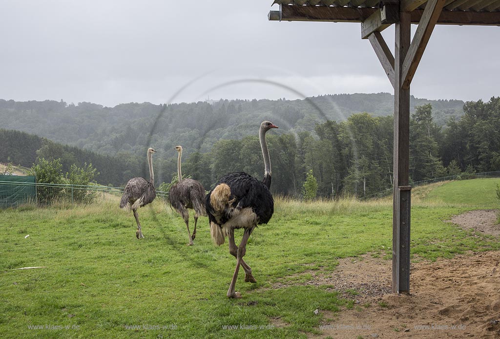 Wermelskirchen-Emmingenhausen, die Straussenfarm Emminghausen ist die einzige Straussenfarm im Bergischen Land und bietet rund 250 Tieren ein Zuhause (Stand 2015). Es werden anderthalbstuendige Fuehrungen angeboten.