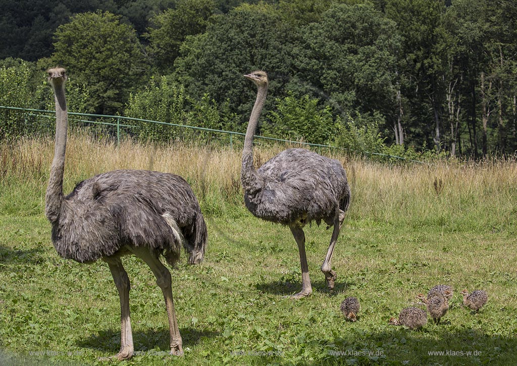 Wermelskirchen-Emmingenhausen, die Straussenfarm Emminghausen ist die einzige Straussenfarm im Bergischen Land und bietet rund 250 Tieren ein Zuhause (Stand 2015). Es werden anderthalbstuendige Fuehrungen angeboten.