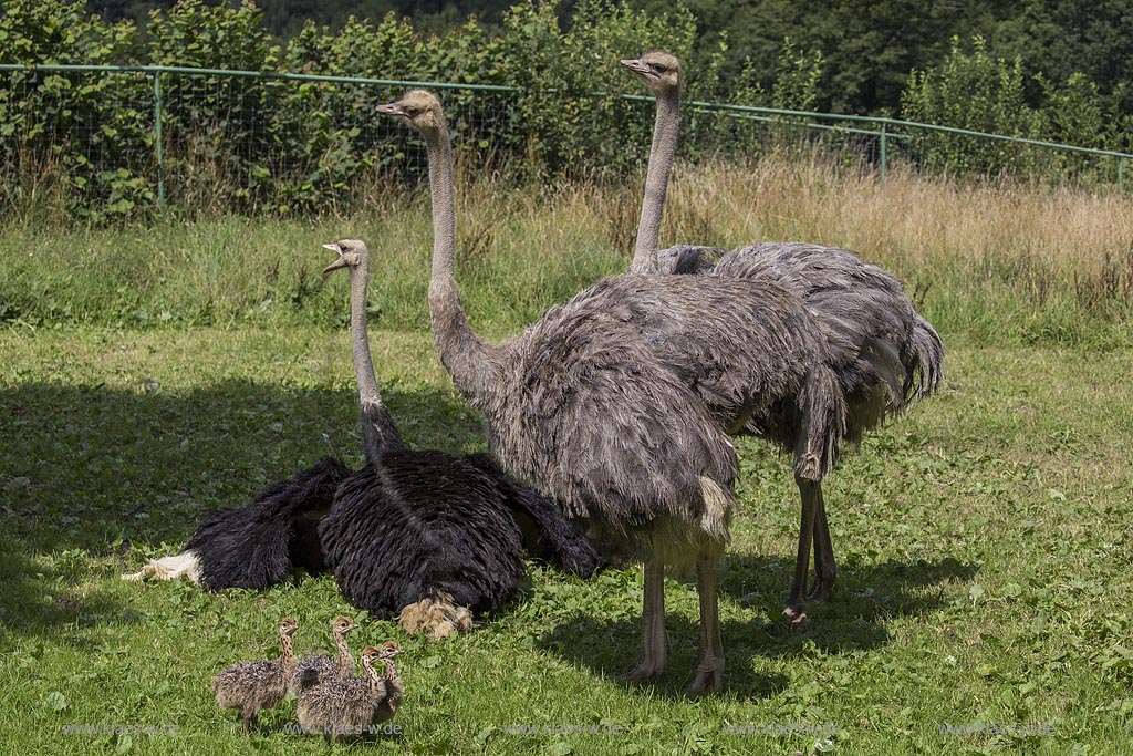 Wermelskirchen-Emmingenhausen, die Straussenfarm Emminghausen ist die einzige Straussenfarm im Bergischen Land und bietet rund 250 Tieren ein Zuhause (Stand 2015). Es werden anderthalbstuendige Fuehrungen angeboten.