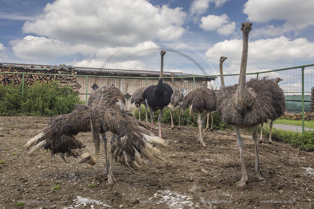 Wermelskirchen-Emmingenhausen, die Straussenfarm Emminghausen ist die einzige Straussenfarm im Bergischen Land und bietet rund 250 Tieren ein Zuhause (Stand 2015). Es werden anderthalbstuendige Fuehrungen angeboten.