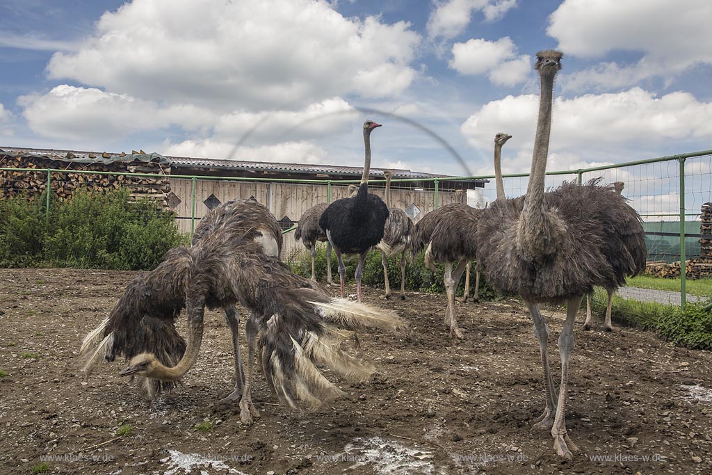 Wermelskirchen-Emmingenhausen, die Straussenfarm Emminghausen ist die einzige Straussenfarm im Bergischen Land und bietet rund 250 Tieren ein Zuhause (Stand 2015). Es werden anderthalbstuendige Fuehrungen angeboten.