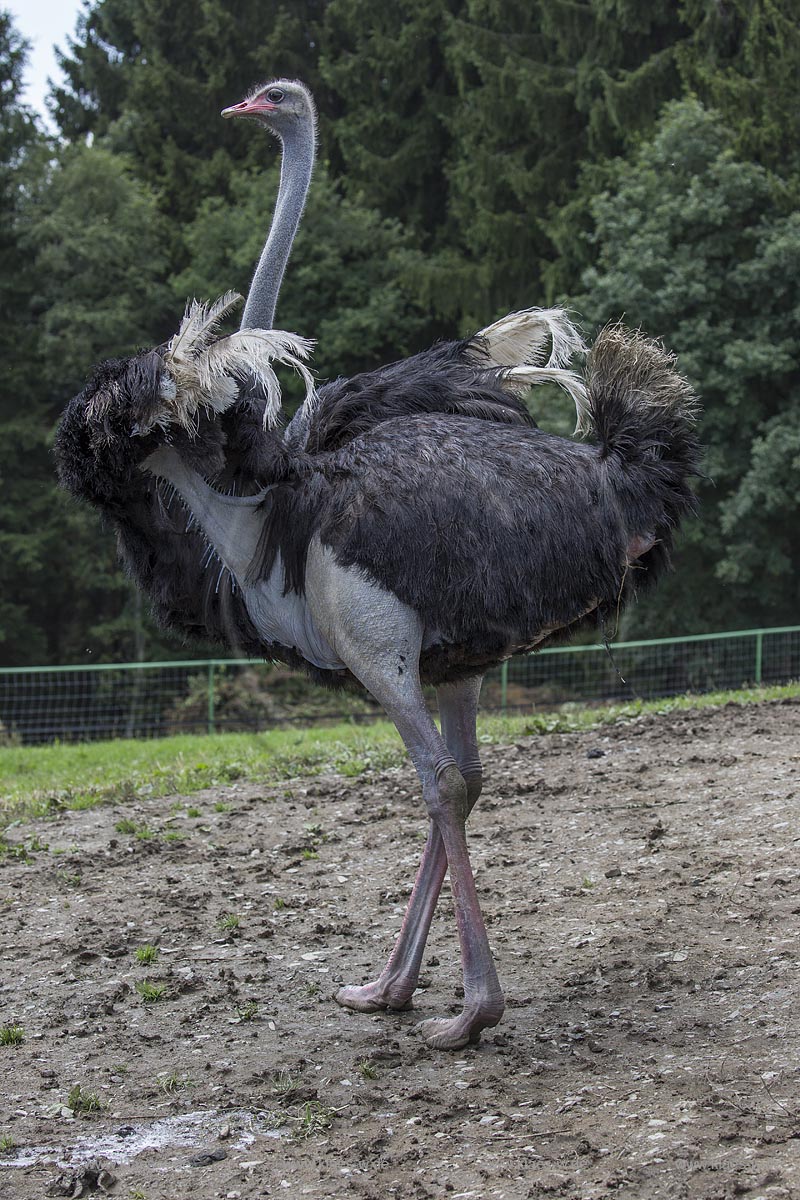 Wermelskirchen-Emmingenhausen, die Straussenfarm Emminghausen ist die einzige Straussenfarm im Bergischen Land und bietet rund 250 Tieren ein Zuhause (Stand 2015). Es werden anderthalbstuendige Fuehrungen angeboten.
