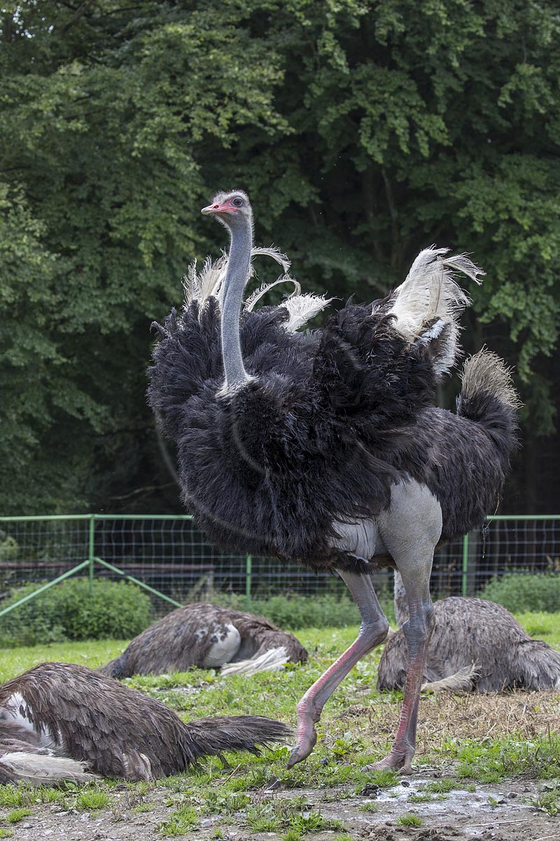 Wermelskirchen-Emmingenhausen, die Straussenfarm Emminghausen ist die einzige Straussenfarm im Bergischen Land und bietet rund 250 Tieren ein Zuhause (Stand 2015). Es werden anderthalbstuendige Fuehrungen angeboten.