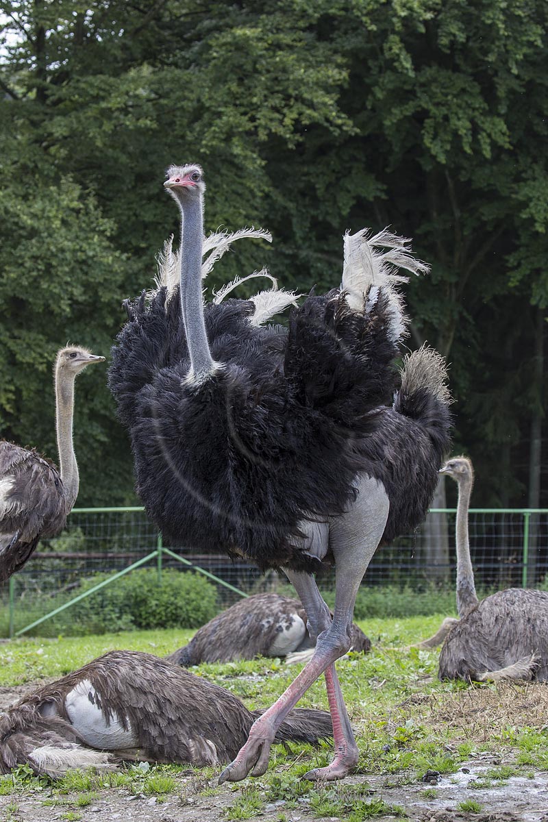 Wermelskirchen-Emmingenhausen, die Straussenfarm Emminghausen ist die einzige Straussenfarm im Bergischen Land und bietet rund 250 Tieren ein Zuhause (Stand 2015). Es werden anderthalbstuendige Fuehrungen angeboten.