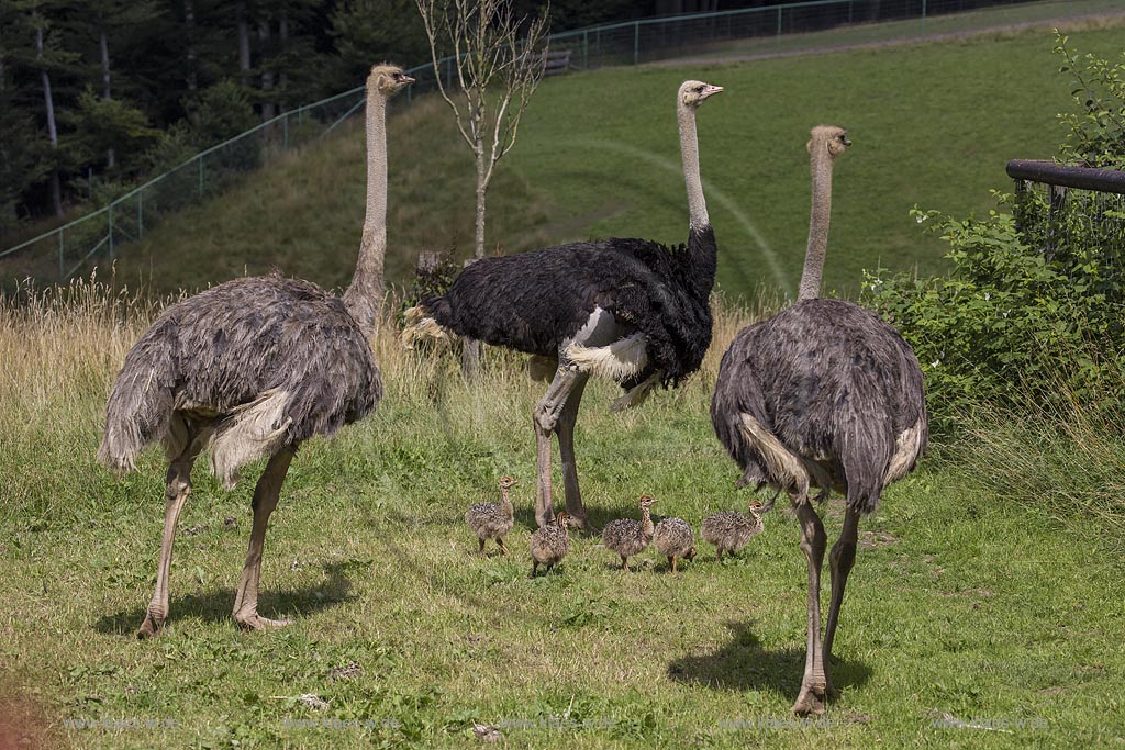 Wermelskirchen-Emmingenhausen, die Straussenfarm Emminghausen ist die einzige Straussenfarm im Bergischen Land und bietet rund 250 Tieren ein Zuhause (Stand 2015). Es werden anderthalbstuendige Fuehrungen angeboten.