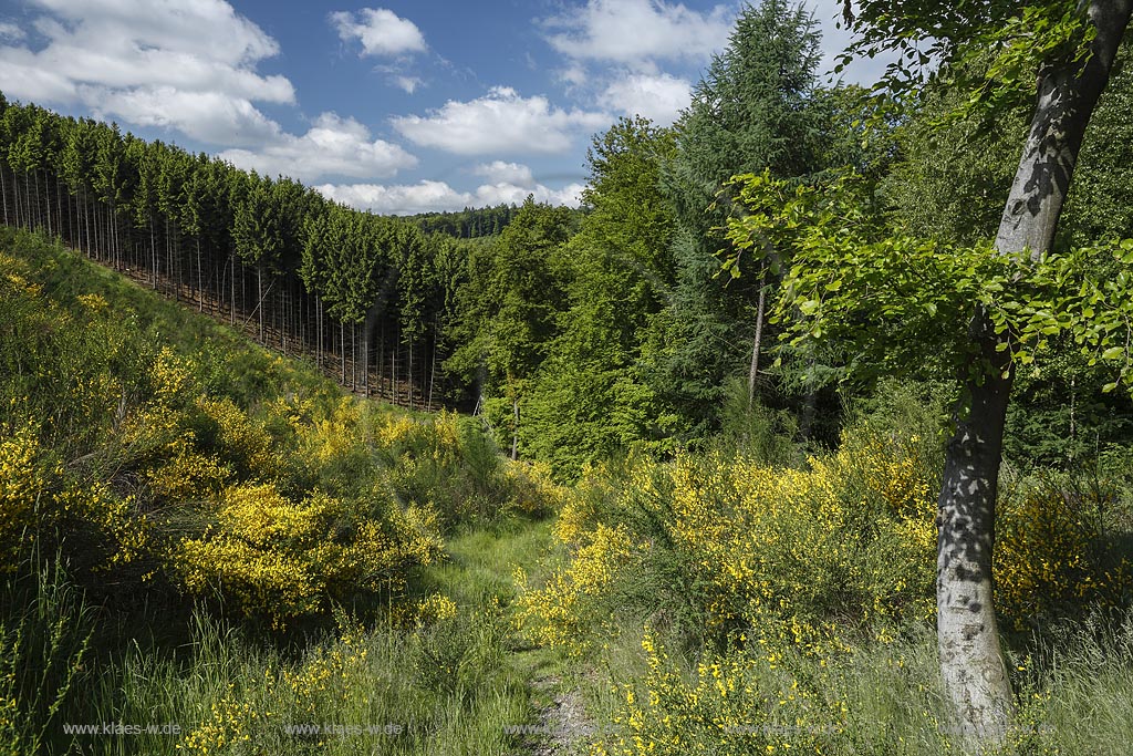 Wermelskirchen, Fruehlingslandschaft mit bluehendem Ginster; Wermelskirchen, springtime landscape.