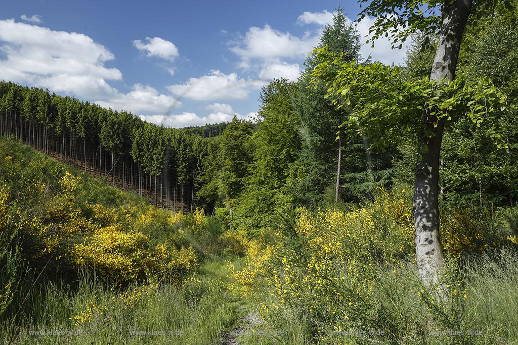 Wermelskirchen, Fruehlingslandschaft mit bluehendem Ginster; Wermelskirchen, springtime landscape.