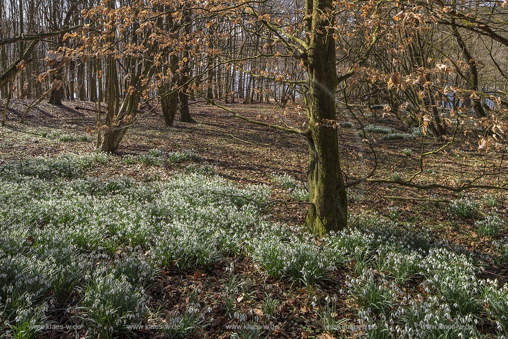 Wermelskirchen, Auwald mit Schneegloeckchenteppich an der Grossen Dhuenn Talsperre bei Mittelberg; Wermelskirchen, blowing common snowdrop.