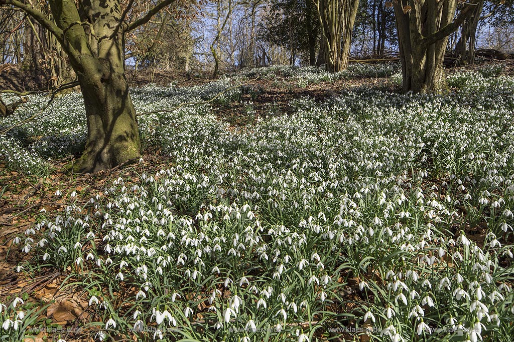 Wermelskirchen, Auwald mit Schneegloeckchenteppich an der Grossen Dhuenn Talsperre bei Mittelberg; Wermelskirchen, blowing common snowdrop.