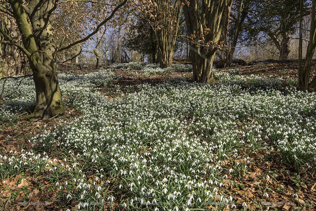 Wermelskirchen, Auwald mit Schneegloeckchenteppich an der Grossen Dhuenn Talsperre bei Mittelberg; Wermelskirchen, blowing common snowdrop.