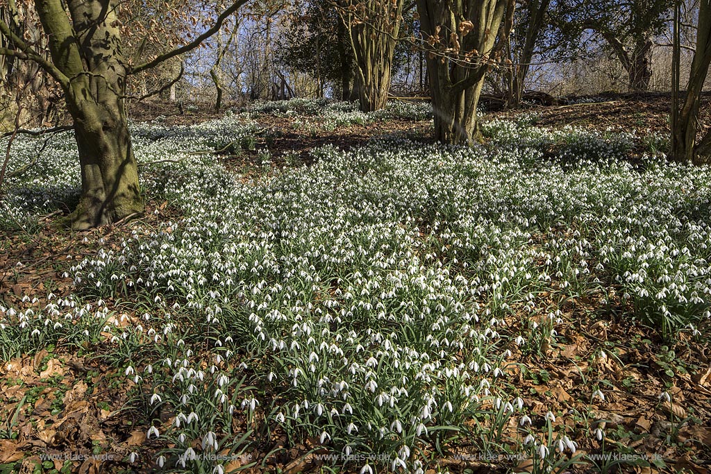 Wermelskirchen, Auwald mit Schneegloeckchenteppich an der Grossen Dhuenn Talsperre bei Mittelberg; Wermelskirchen, blowing common snowdrop.