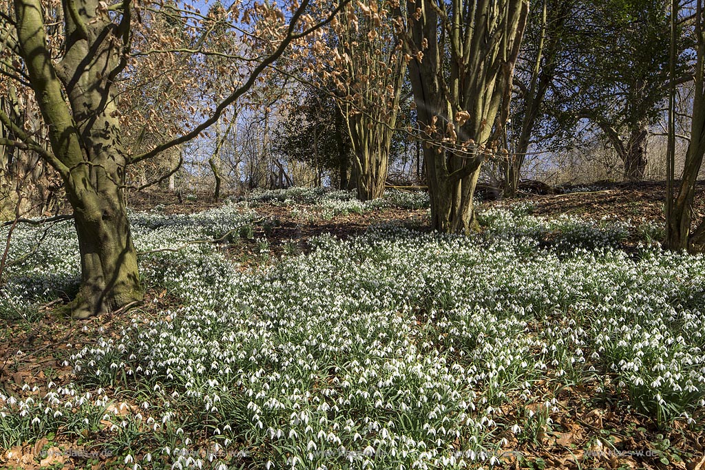 Wermelskirchen, Auwald mit Schneegloeckchenteppich an der Grossen Dhuenn Talsperre bei Mittelberg; Wermelskirchen, blowing common snowdrop.