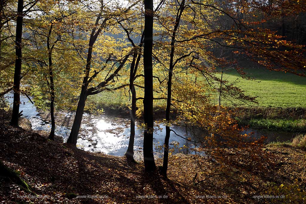 Wermelskirchen, Eifgental, Herbstwald Stimmung mit Eifgenbach im Gegenlicht; Wermelskirchen, Eifgen valley autumn impression with Eifgen beck in back light.