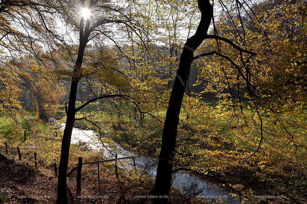 Wermelskirchen, Eifgental, Herbstwald Stimmung mit Eifgenbach im Gegenlicht; Wermelskirchen, Eifgen valley autumn impression with Eifgen beck in back light.