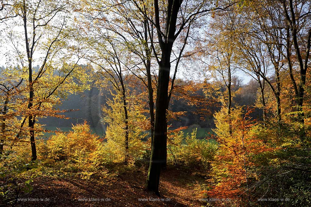 Wermelskirchen, Eifgental, Herbstwald Stimmung; Wermelskirchen, Eifgen valley autumn impression.