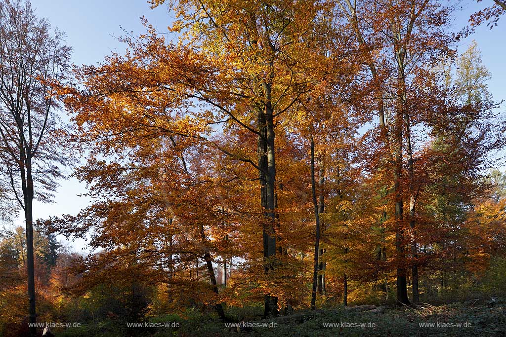 Wermelskirchen, Eifgental, Herbstwald Stimmung; Wermelskirchen, Eifgen valley autumn impression.