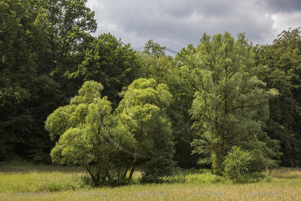 Wermelskirchen, Eifgental, Blick in das Eifgental im Sommer mit blauem Himmel und Wolken. Wermelskirchen, Eifgental, with a view to the Eifgendell in the summer with blue sky and clouds.