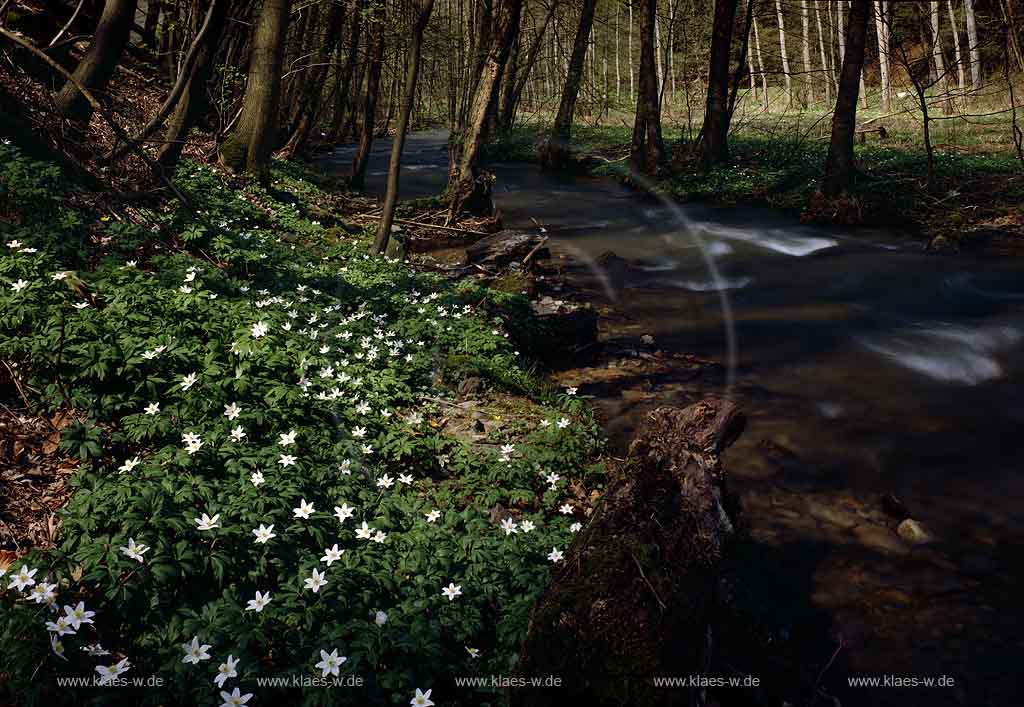 Eschbachtal, Eschbach, Wermelskirchen, Rheinisch-Bergischer Kreis, Blick auf Bachlauf im Fruehling, Frhling    