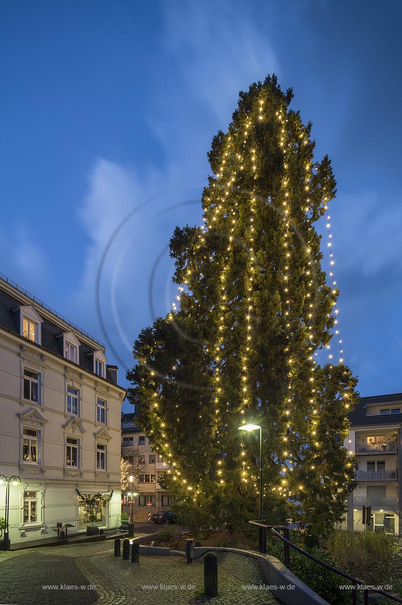 Wermelskirchen, Weihnachten, Blick auf den hoechsten lebenden Weihnachtsbaum in Deutschland zur blauen Stunde; Wermelskirchen, Christmas time, view onto the highest living Christmas tree in Germanyduring blue hour.