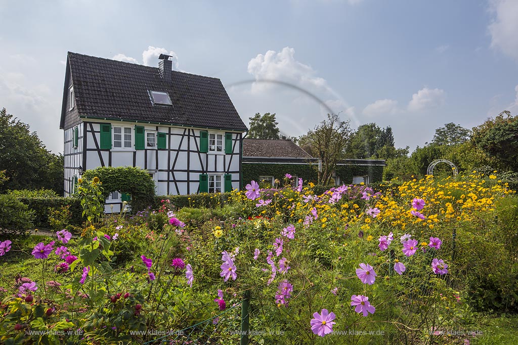 Wermelskirchen Oberwinkelhausen, Bauerngarten unter Anderem mit bluehenden Schmuckkoerbchen auch Fiederblaettrige Schmuckblume oder Kosmee genannt, Sonnenhut, Astern und Rosen vor einem Fachwerkhaus; Wermelskirchen Oberwinkelhausen, cottage garden with garden cosmos, coneflower, aster and roses in front of a half timbered house.